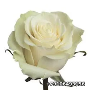 Роза БЕЛАЯ Мондиаль 60см