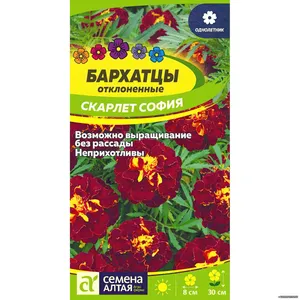 Бархатцы отклоненные Скарлет София