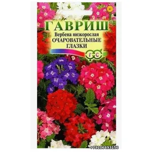 Вербена Очаровательные глазки Гавриш