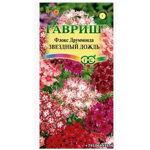 Флокс Друммонда Звёзный дождь Гавриш
