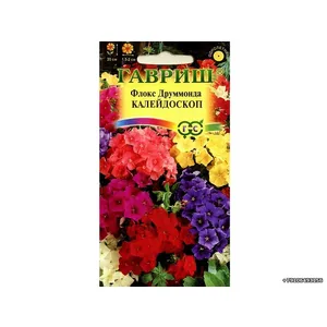 Флокс Друммонда Калейдоскоп Гавриш