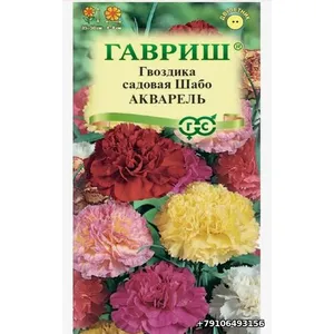 Гвоздика садовая ШАБО АКВАРЕЛЬ