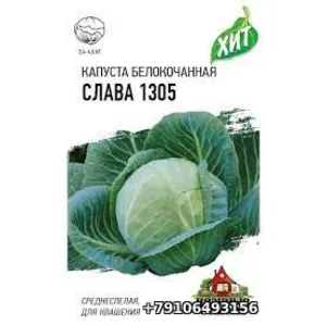 Капуста белокачанная СЛАВА 1305