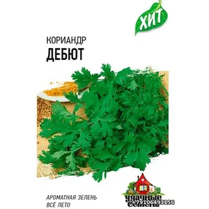 Кориандр ( кинза ) ДЕБЮТ