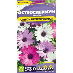 Остеоспермум ЭКЛОНА