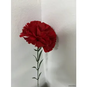 Гвоздика бархатная 60см