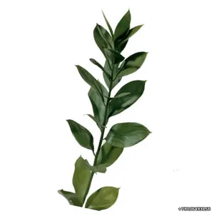 Рускус (зелень в букеты)